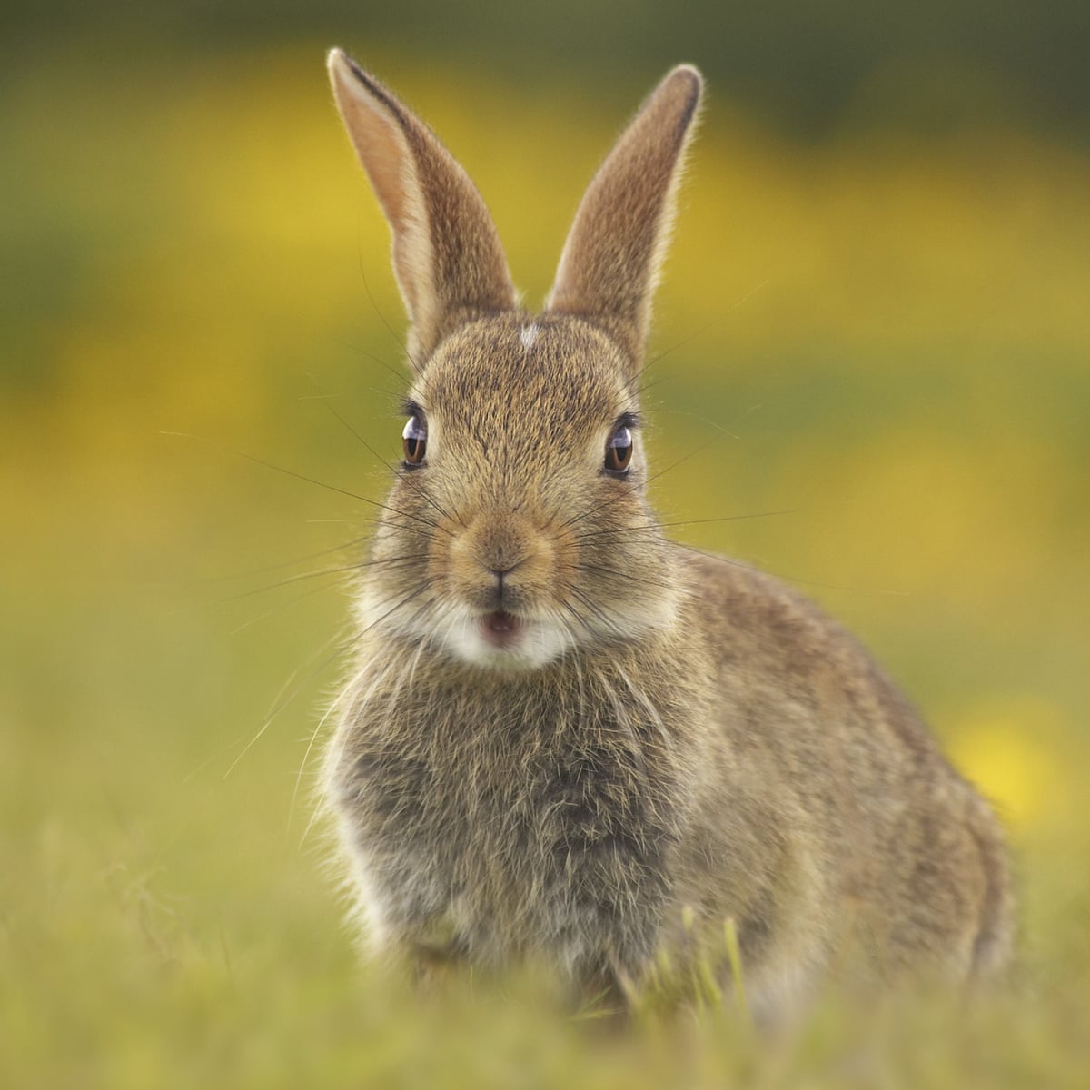 Country diary: the warren is here, but the fluffle of rabbits has gone | Wildlife | The Guardian Country diary: the warren is here, but the fluffle of rabbits has gone | Wildlife | The Guardian