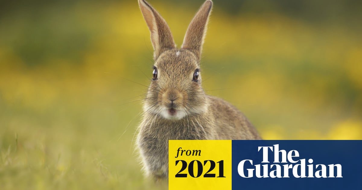 Country diary: the warren is here, but the fluffle of rabbits has gone ...