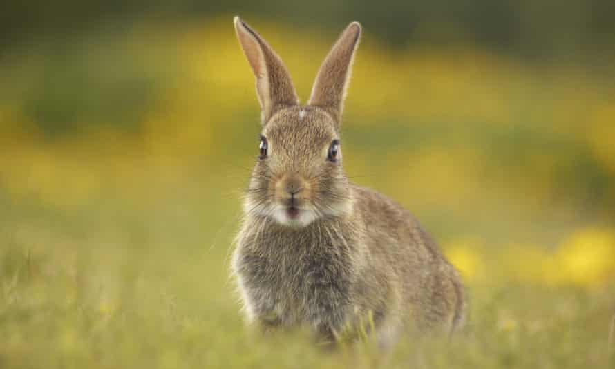 young rabbit in grass