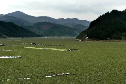 Water hyacinth on the Minjiang River in Gutian county, China
