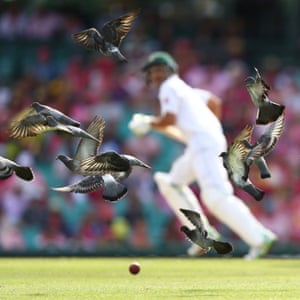 Pigeons flying in the Australia v Pakistan match