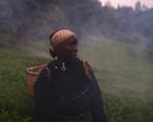 Kikuyu Land review – the colonial-era misery behind our morning cup of tea
