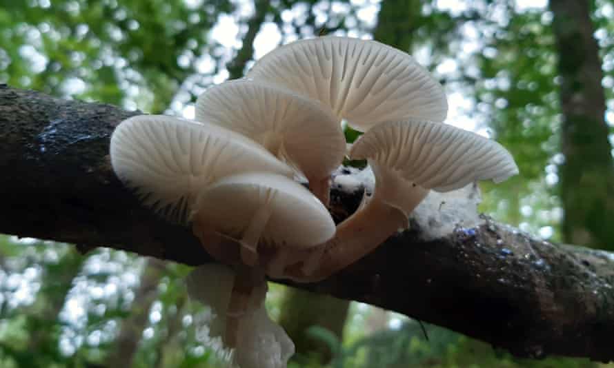 porcelain fungus.