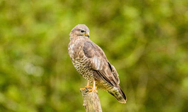 A young buzzard in autumn in mid-Wales