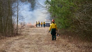 Longleaf pine requires regular burns of the surrounding area.