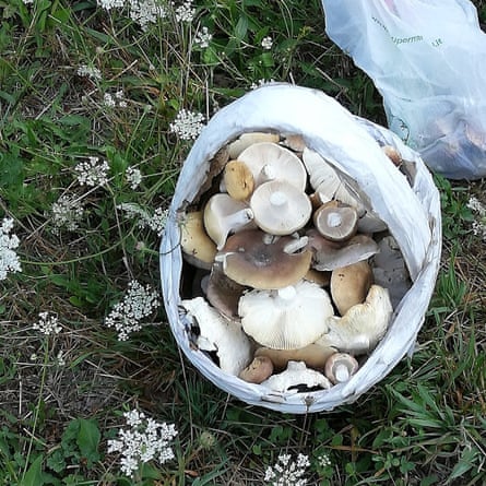 Basket of Mushrooms in Italy.