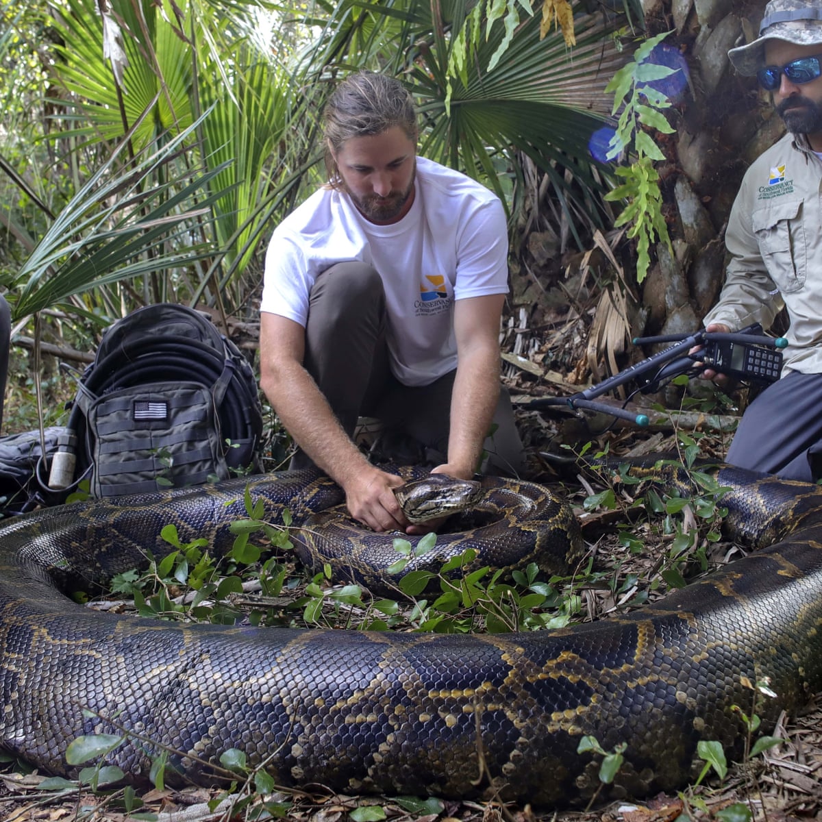 Giant Burmese Pythons Attack