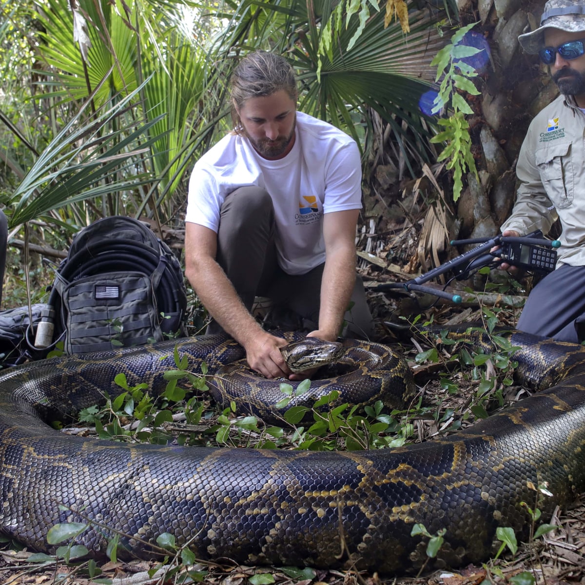 What Happens to Captured Florida Pythons?