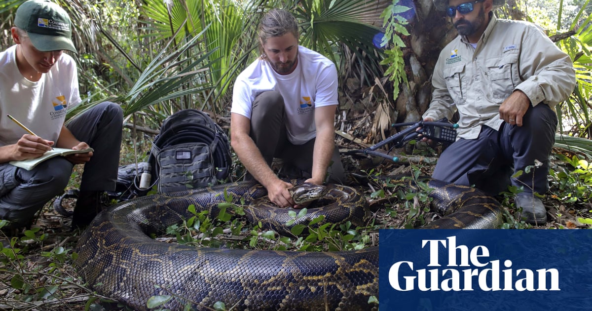 Portly python: heaviest-ever snake captured in Florida tips scales at 215lbs