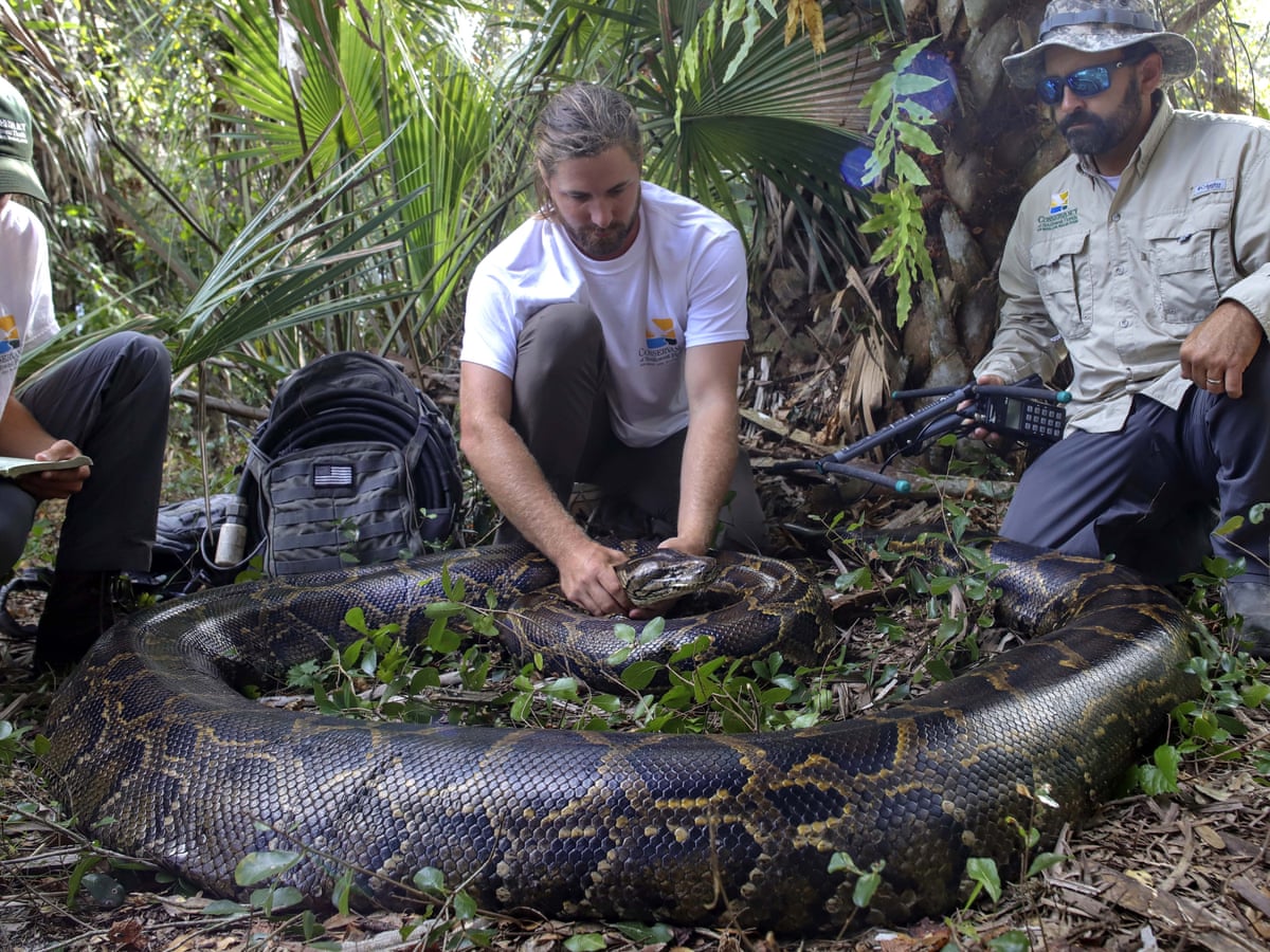 Prehistoric Snake Found 2022