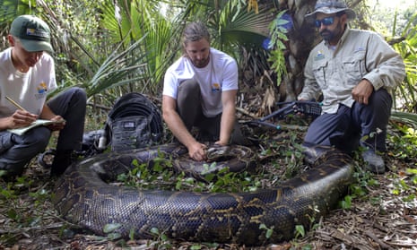 Portly python: heaviest-ever snake captured in Florida tips scales at 215lbs | Florida | The Guardian