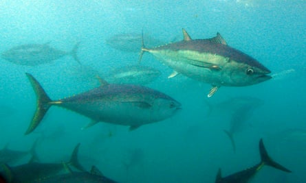 Southern Bluefin tuna. The warm waters of the east Australian current mean the Jervis Bay commonwealth reserve is rich in pelagic species, such as marlin and tuna, that are highly sought after by both game and commercial fishers