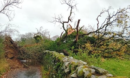 A blown-down tree blocks a road