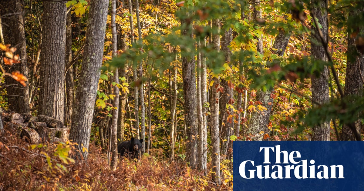 Outcry as North Carolina overturns bear-hunting ban
