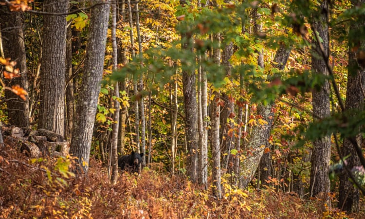 Outcry as North Carolina allows bear hunting in sanctuaries Outcry as North Carolina allows bear hunting in sanctuaries
