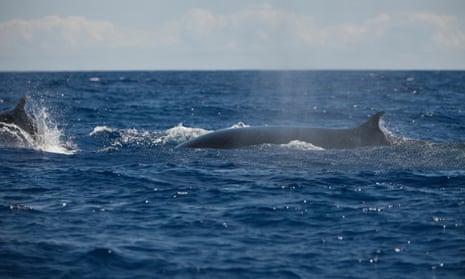 A fin whale