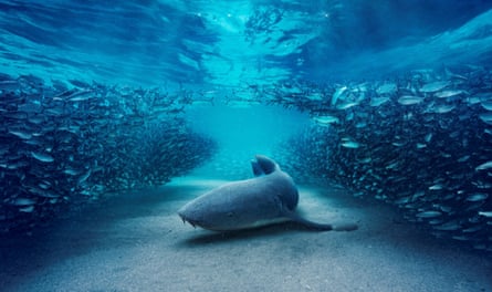 A tawny nurse shark glides through a large shoal of sardines in Blue Planet III.