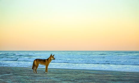 File photo of a dingo at sunset on Fraser Island/K’gari