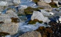 Mosses emerging from ice in Antarctica