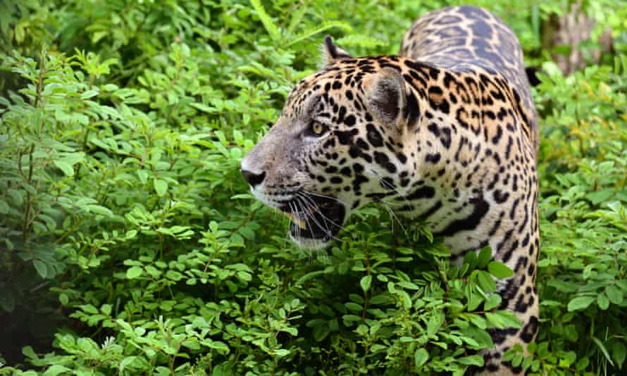 A jaguar
