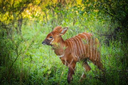 A mountain bongo calf walks through the forest.