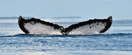 The humpback whale first photographed at the Abrolhos Bank, Brazil in 2003 and resighted in Hervey Bay, Australia in 2025