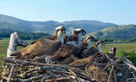 Two parent ospreys and their three chicks in a big nest with fields and mountains in the background