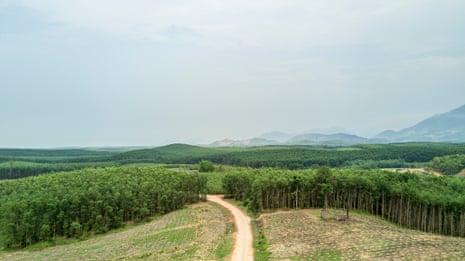 An aerial view of an acacia plantation in Phú Lộc district, Vietnam. The plantation is divided up between a number of smallholders.