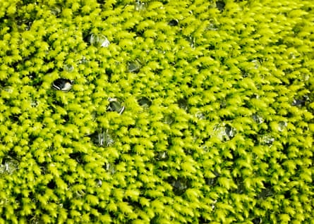 Iceland moss photographed in Scotland.