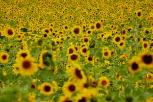 Um mar de girassóis amarelos na fazenda Little Heath, Dunham Town, Cheshire, Reino Unido