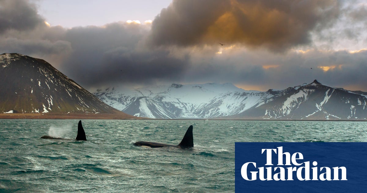 ‘Meet us, don’t eat us’: Iceland turns from whale eaters to whale watchers