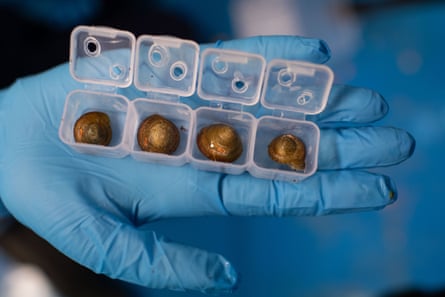 Snails in plastic pods