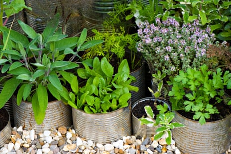 A selection of different herbs grown in tin cans