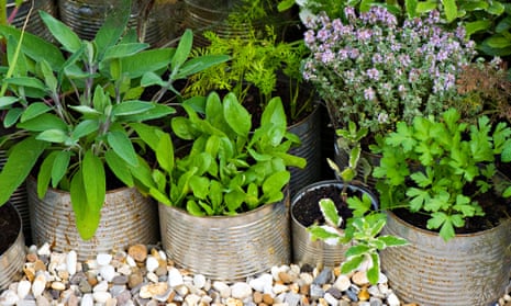 Live plants are more sustainable than cut herbs you might have to bin.