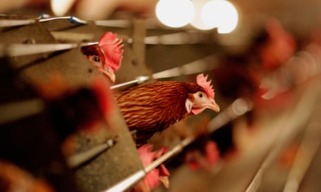 Battery hens on a UK farm. £millions have been received by industrial-style farms in the last two years. 