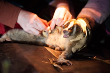 A loris is fitted with a tracking device