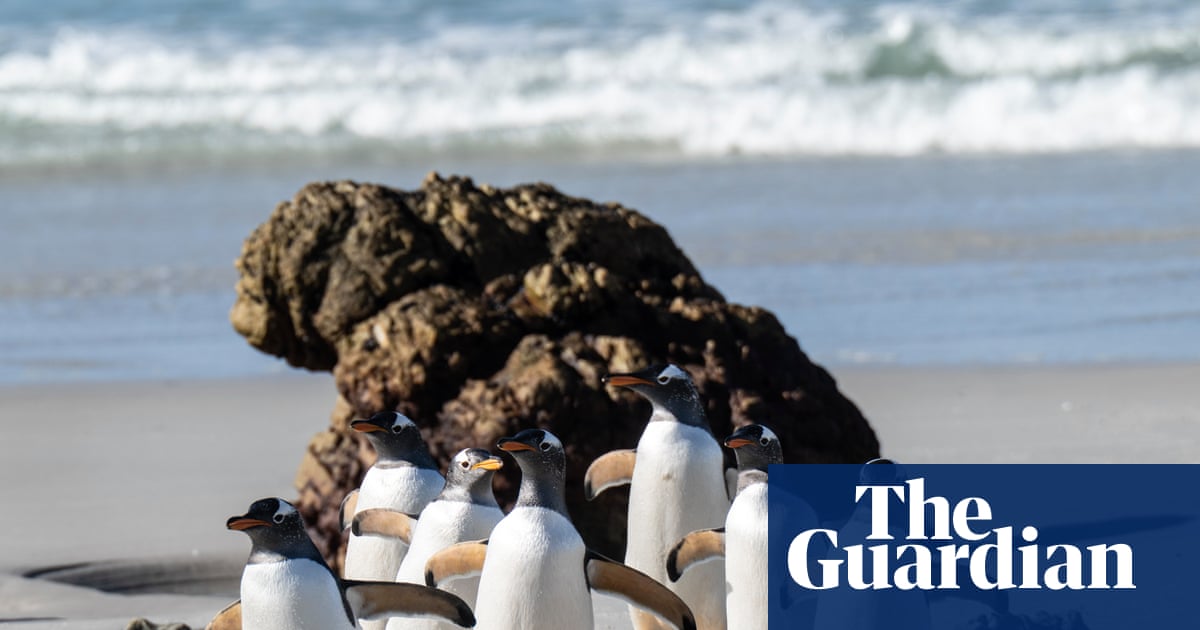The week in wildlife: a penguin posse, a little leopard cat and a chonky squirrel