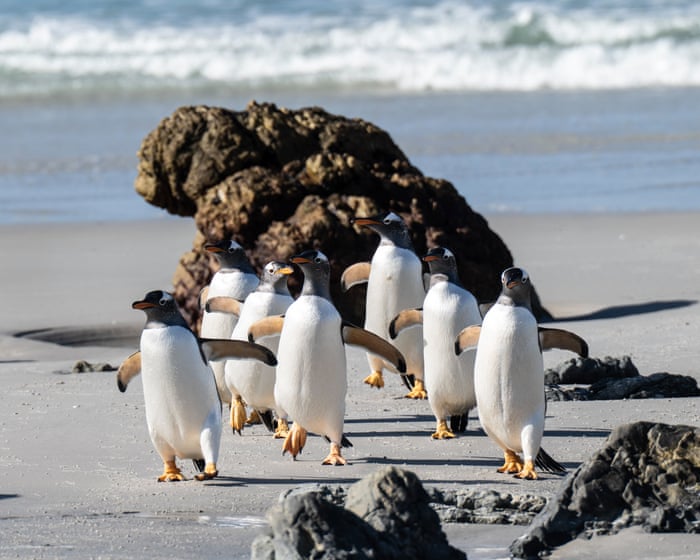 The week in wildlife: a penguin posse, a little leopard cat and a chonky squirrel