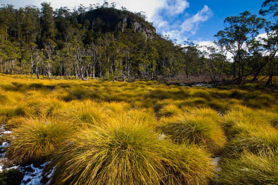 Native bush and woodland in Tasmania