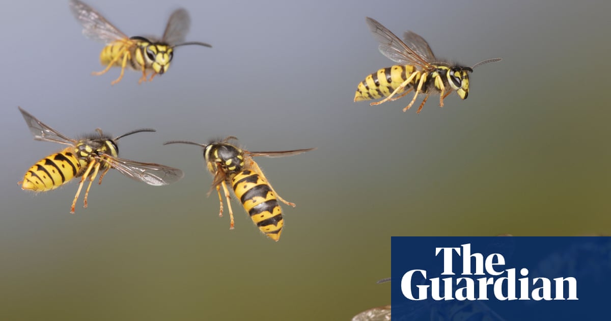 Stinging wasps are precious, not pointless, say scientists