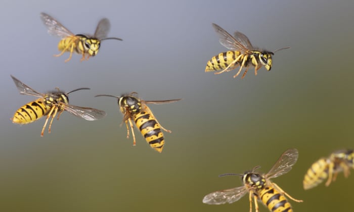 Stinging wasps are precious, not pointless, say scientists | Insects | The  Guardian