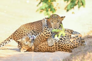 Two leopards appear to be play-fighting; one is looking over its shoulder towards the camera