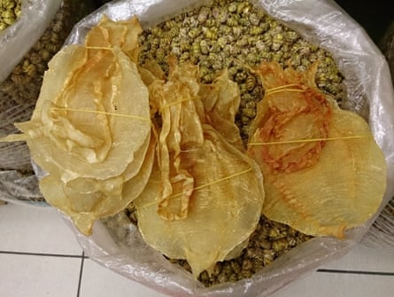 Totoaba maws openly on sale in Guangzhou, China