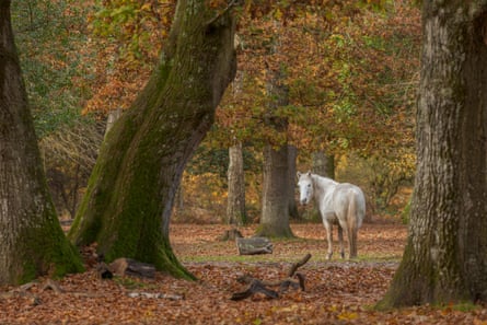 A horse stands in a clearing of tall trees with autumn leaves