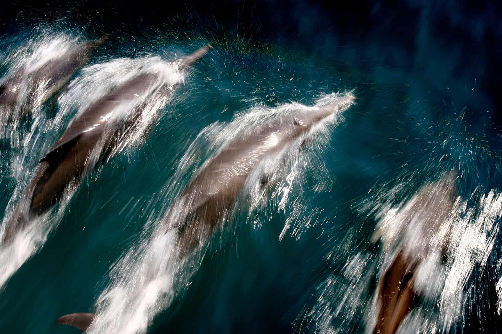 A pod of dolphins glide through water