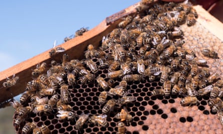 Bees on honeycomb at an apiary in New South Wales