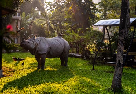 A rhino standing in a garden