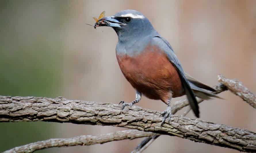White-browed woodswallow