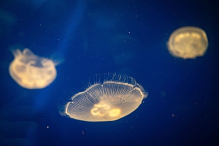 Three moon jellyfish moving through water