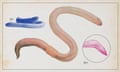 Earthworm illustration